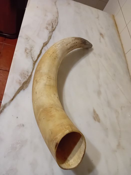 Chifre Decorativo e Dente de Javali