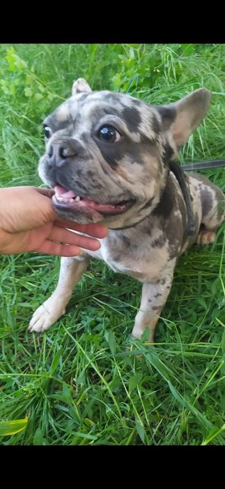 Кобель мерль голубой на голубом тан