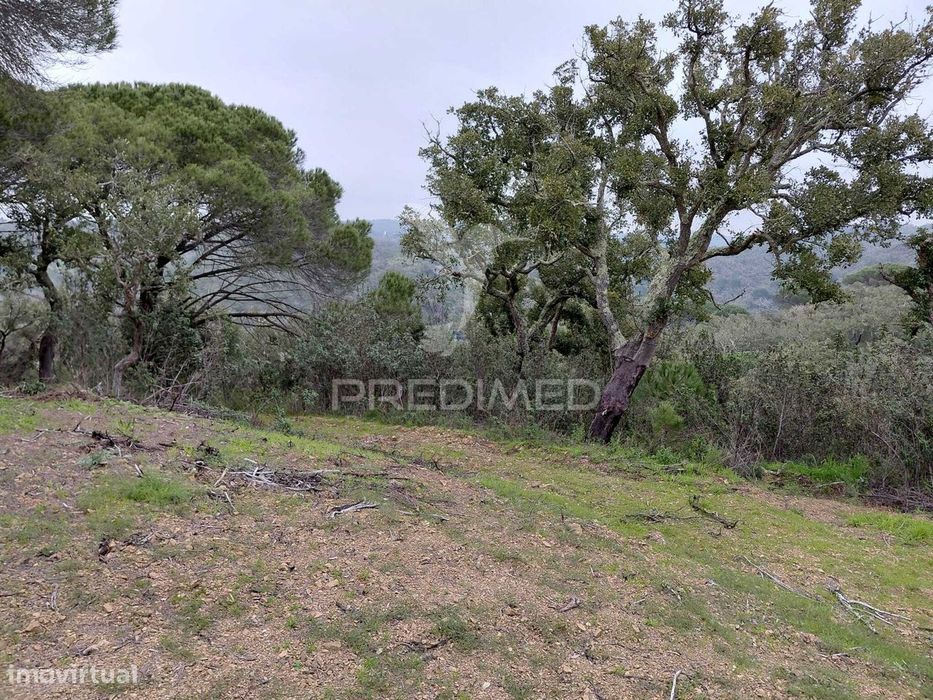 Terreno rústico com 4,050 hc,Quinta Nova, São Francisco da Serra.