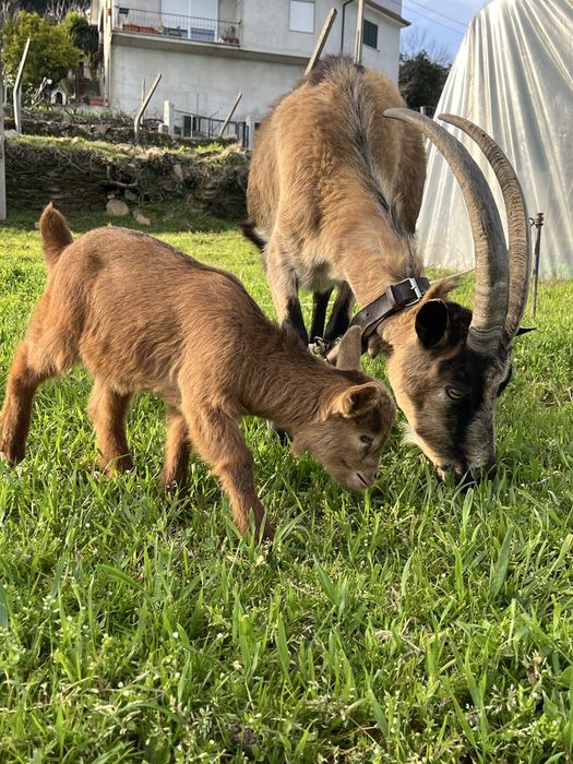 Cabras para Venda