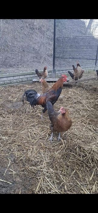 Jaja lęgowe Ayam Ketawa rasa długopiejąca