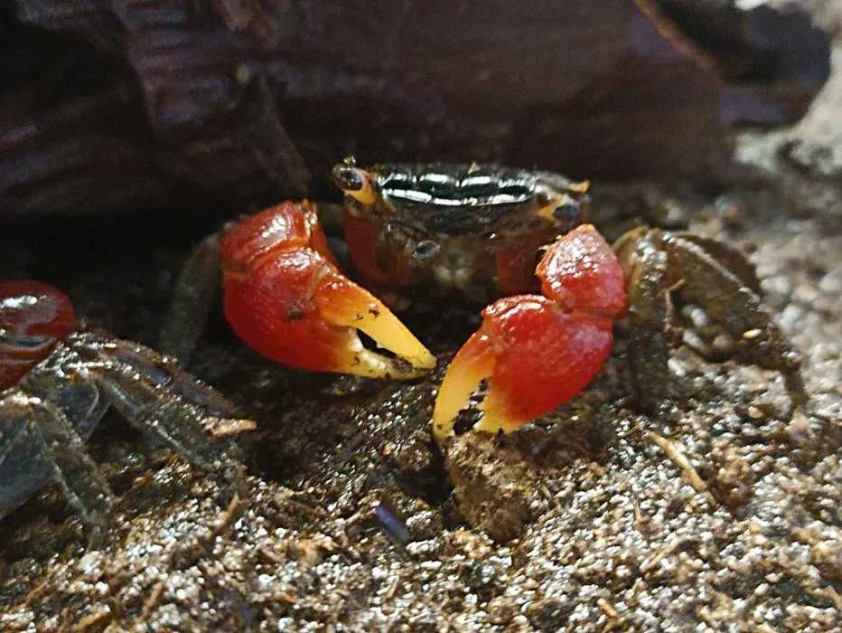 krab wodny bielsko