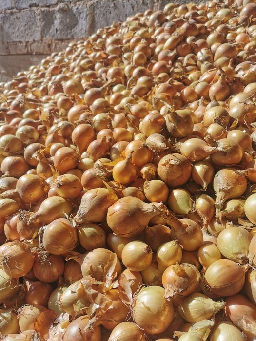 Cebula z własnej uprawy