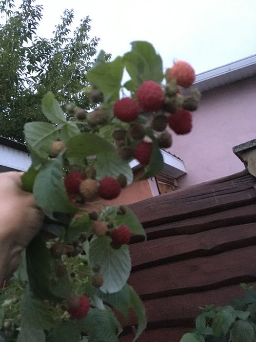 Малина пізня червона крупна вишня форзиція бересклет саджанці