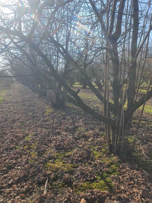 Drewno oddam. Drewno z sadu leszczyny do wycinki