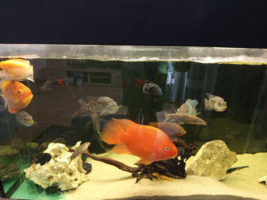 Sprzedam akwarium 200