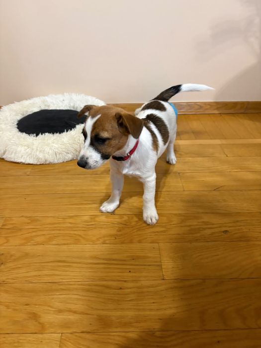 Jack Russell Terrier ZKWP/ FCI