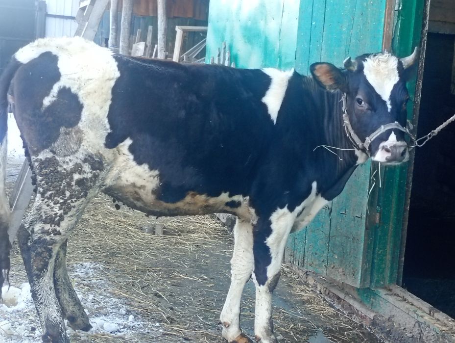 Продам  тільну телицю