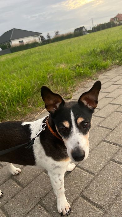 Pies w typie Jack Russell terrier