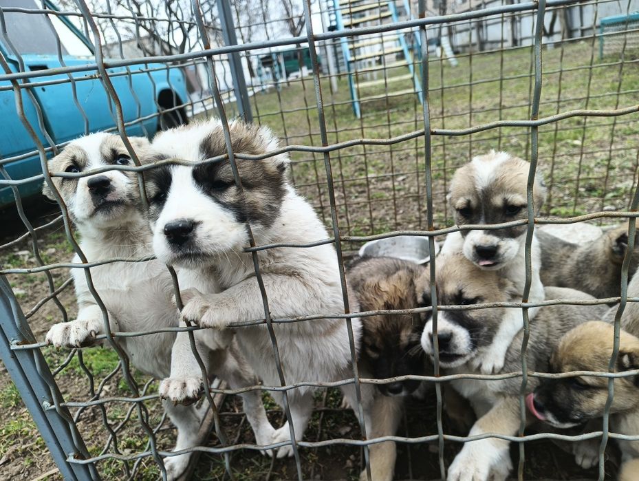 Среднеазиатская овчарка САО Туркменский алабай