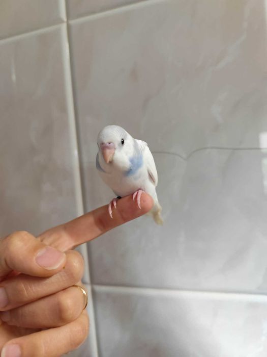 Periquito arlequim domesticado
