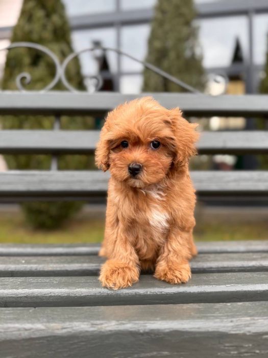 Елітні цуценята Мальтіпу F1/F2