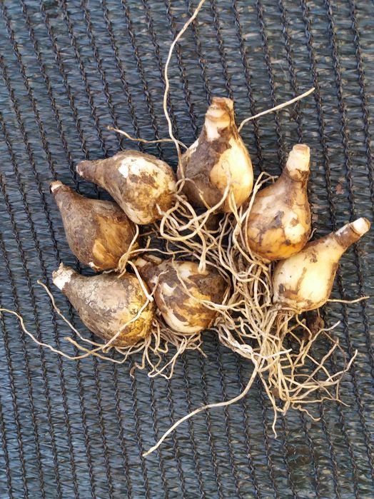 Нарцисс простой Лике