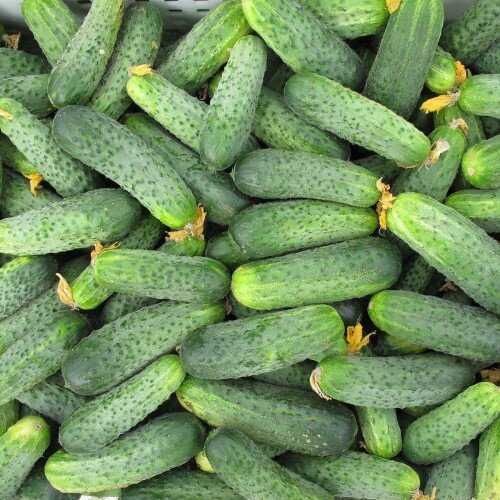 Насіння моркви, огірків, петрушки, квітів... Обмін на пшеницю, кукуруд