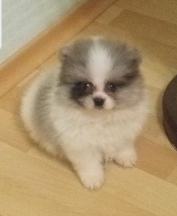 Мальчик померанский шпиц