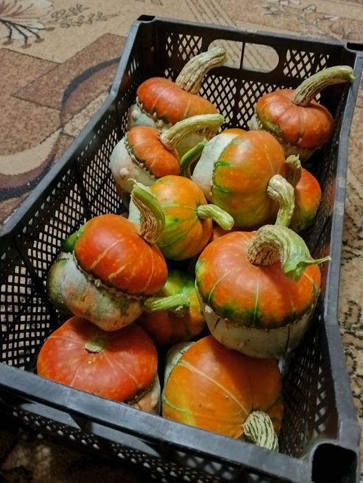 гарбуз-грибочок на насіння