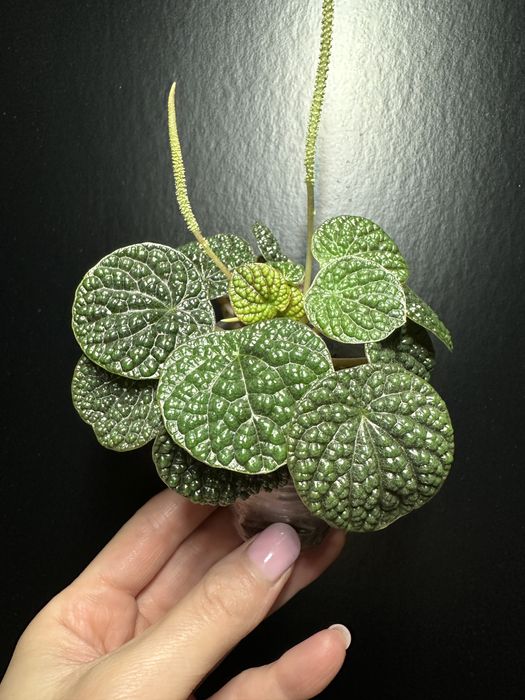 Оксаліс  Corymbosa, Пеперомія: Кавун, Грін бабл, Есхінантус