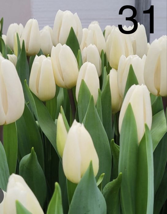 Тюльпан опт та роздріб