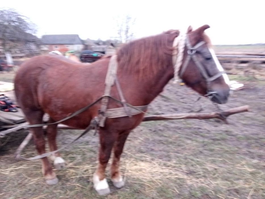 Продам кобилу 6 років