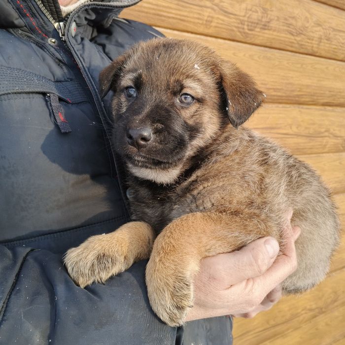 Продам щеня вівчарки