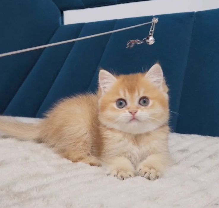 Котята британці та шотландці