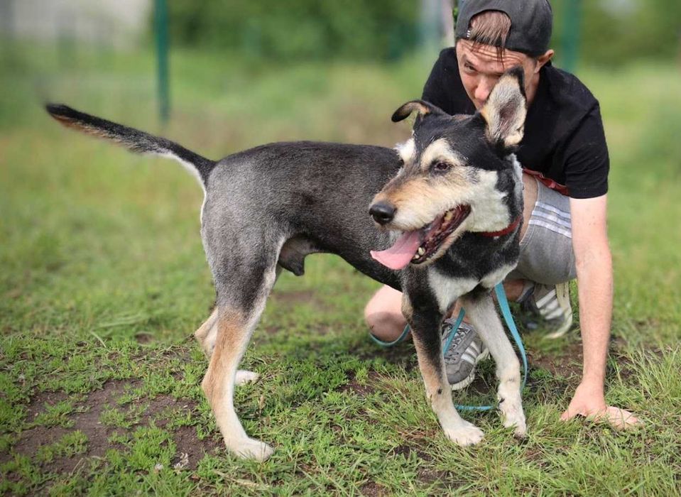 super pieseczek do adopcji