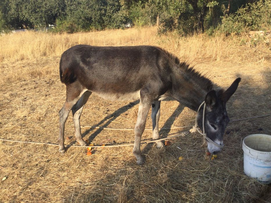 Burrinha Mansinha