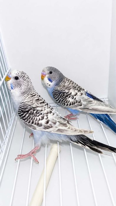 Casal de periquitos disponivel