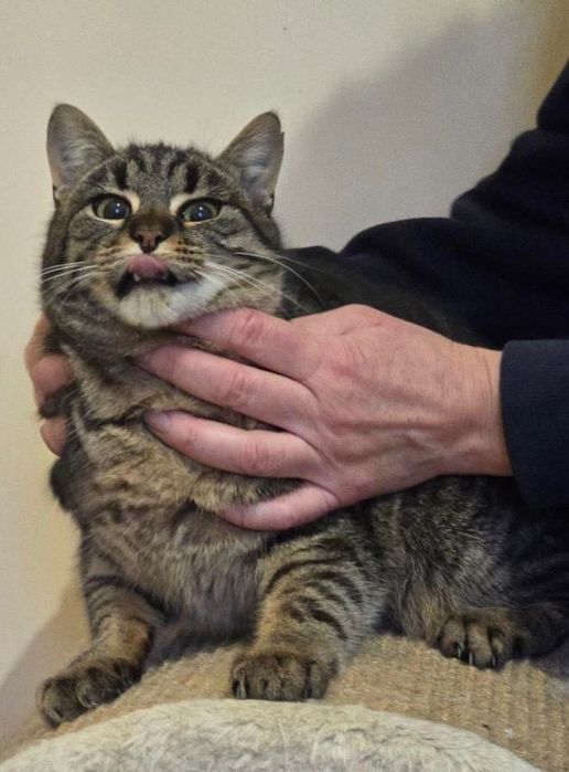 Котенок бесплатно