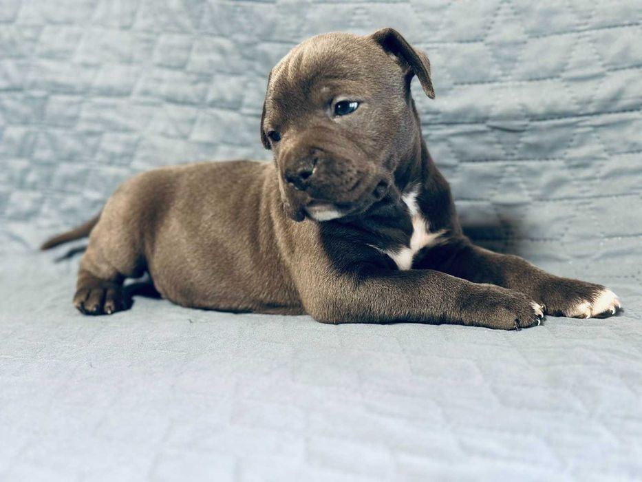 Цуценя АСТ АМСТАФФ Щенок АМСТАФФ АСТ стаффордширский терьер