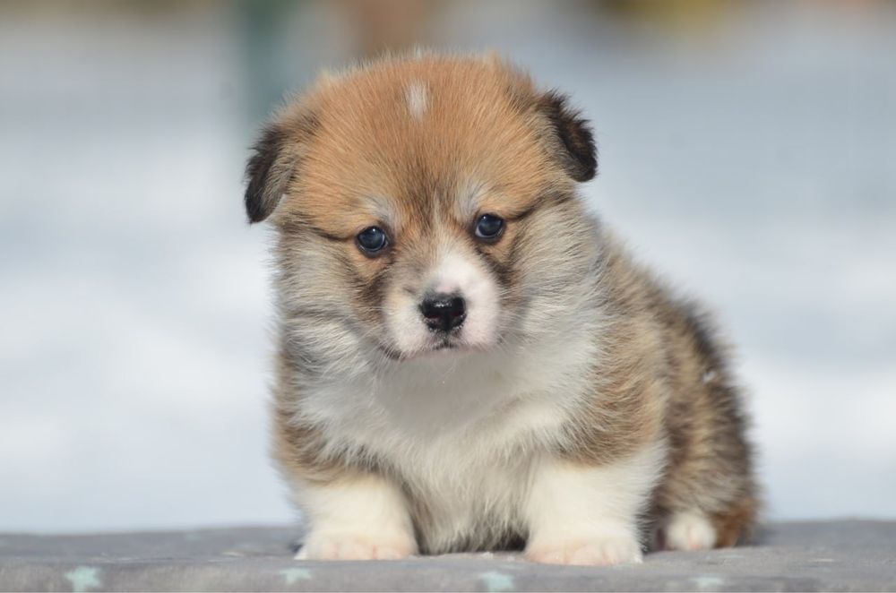 Вельш корги пемброк, девочка