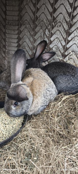 Samiec królik samiec