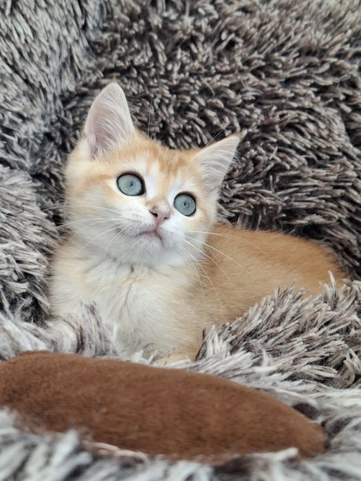 Menino british shorthair