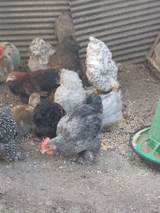 Pekins de Várias Cores