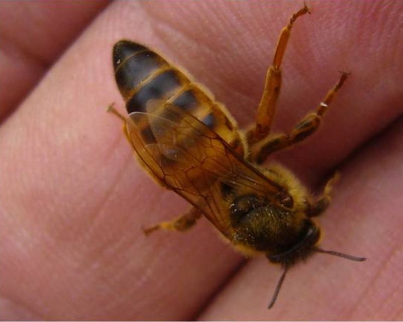 Бджоломатка українська степова, карніка