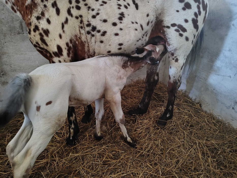 Klacz małopolska tarantowata tarant