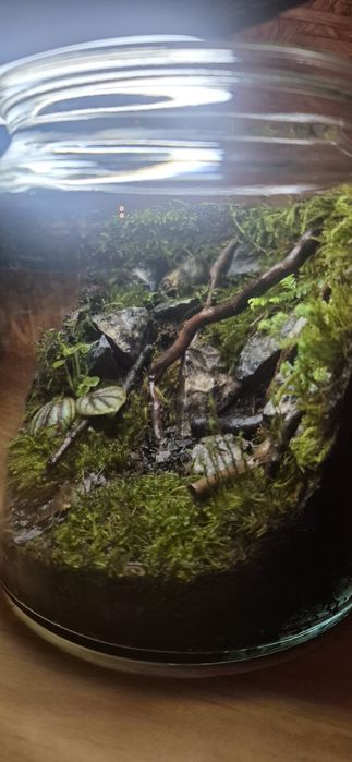 Pote/vaso de vidro terrario