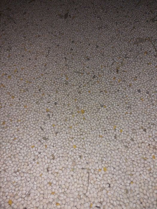 Łubin słodki do siewu