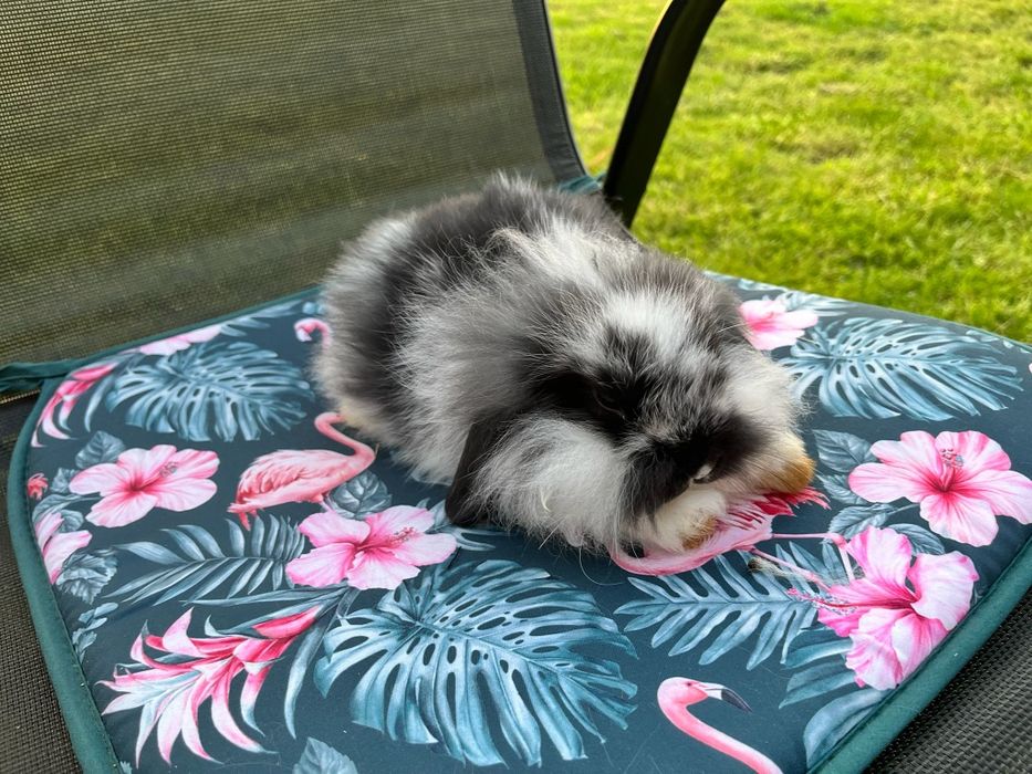 Króliczki miniaturki mini lop (baranek )