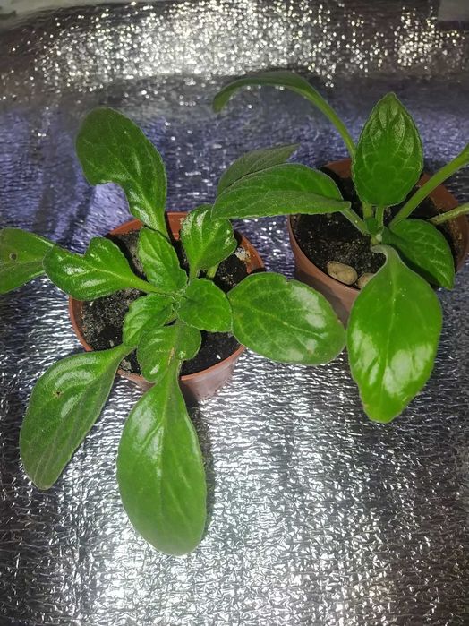 Примулина ( хирита )