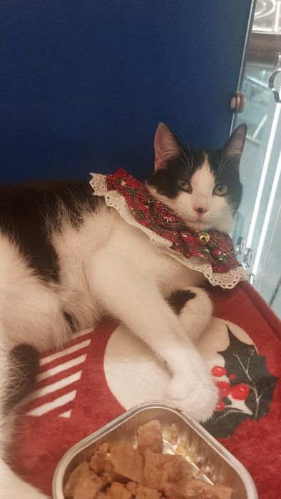 Кошеня, киця, киця підліток, кішечка, добра кішечка молода