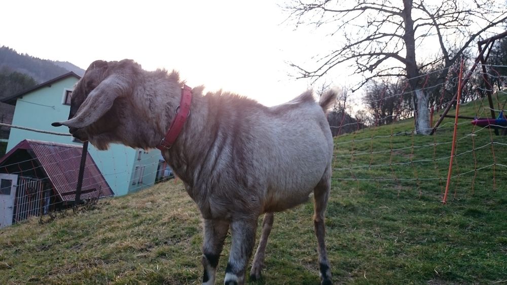 Kozioł cap anglonubijski