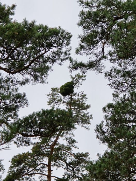 Ділянка під будівництво Ірпінь, лісовий масив