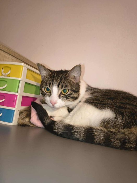 Kocurek Wiesio prosi o kochający dom