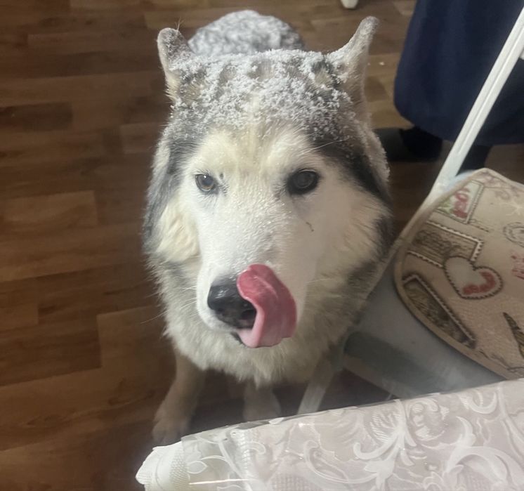Потерялась хаски
