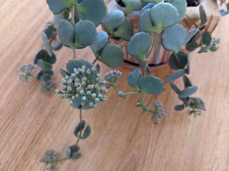 Продам різні сукуленти