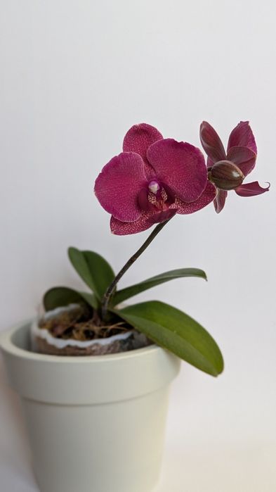 Орхідея  Montrex