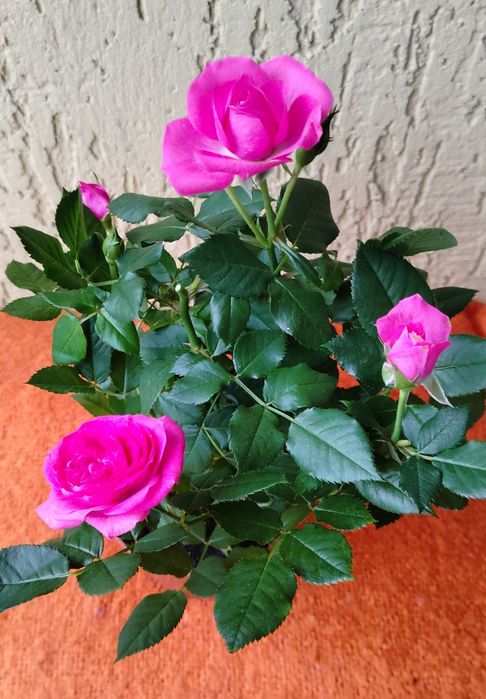 Троянди. Рози. Вазони.