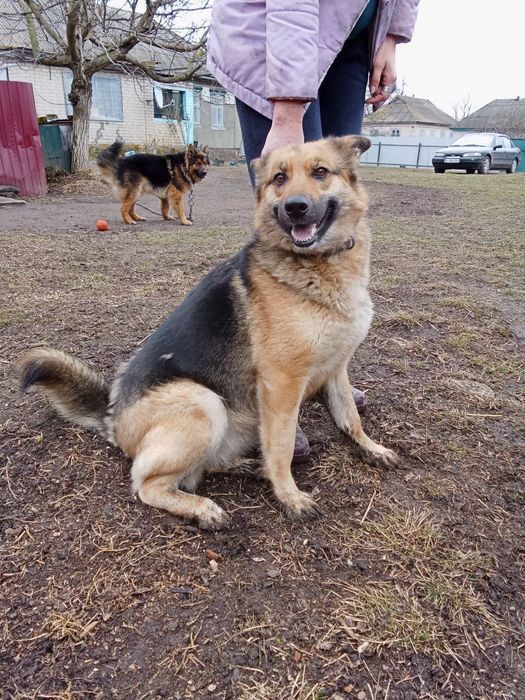 Цуценята німецьких вівчарок