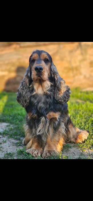 Cocker Spaniel Angielski